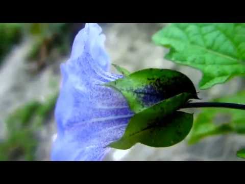 Video: Apple Of Peru Shoofly Plants - Wat Is Apple Of Peru En Is Het Invasief