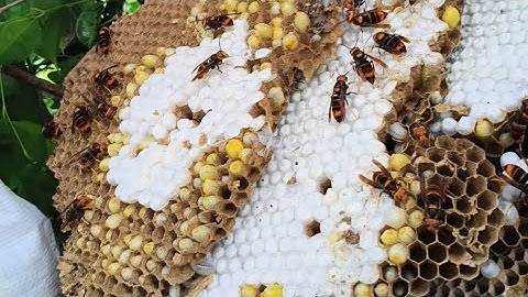 Nhung Thanh bắt tổ ong chân vàng cuối vụ cực khó