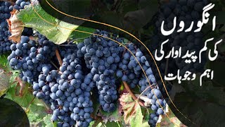 Grape Pruning Technique - How to Prune Grape Plant - انگوروں کی شاخ تراشی سے پیداوار بڑھانے کا طریقہ
