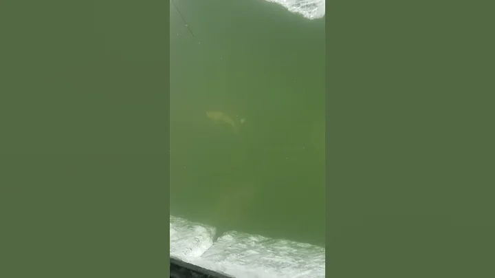 Crazy aggressive walleye visits our darkhouse!