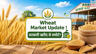 Wheat Market Update: सरकारी खरीद से सपोर्ट ?