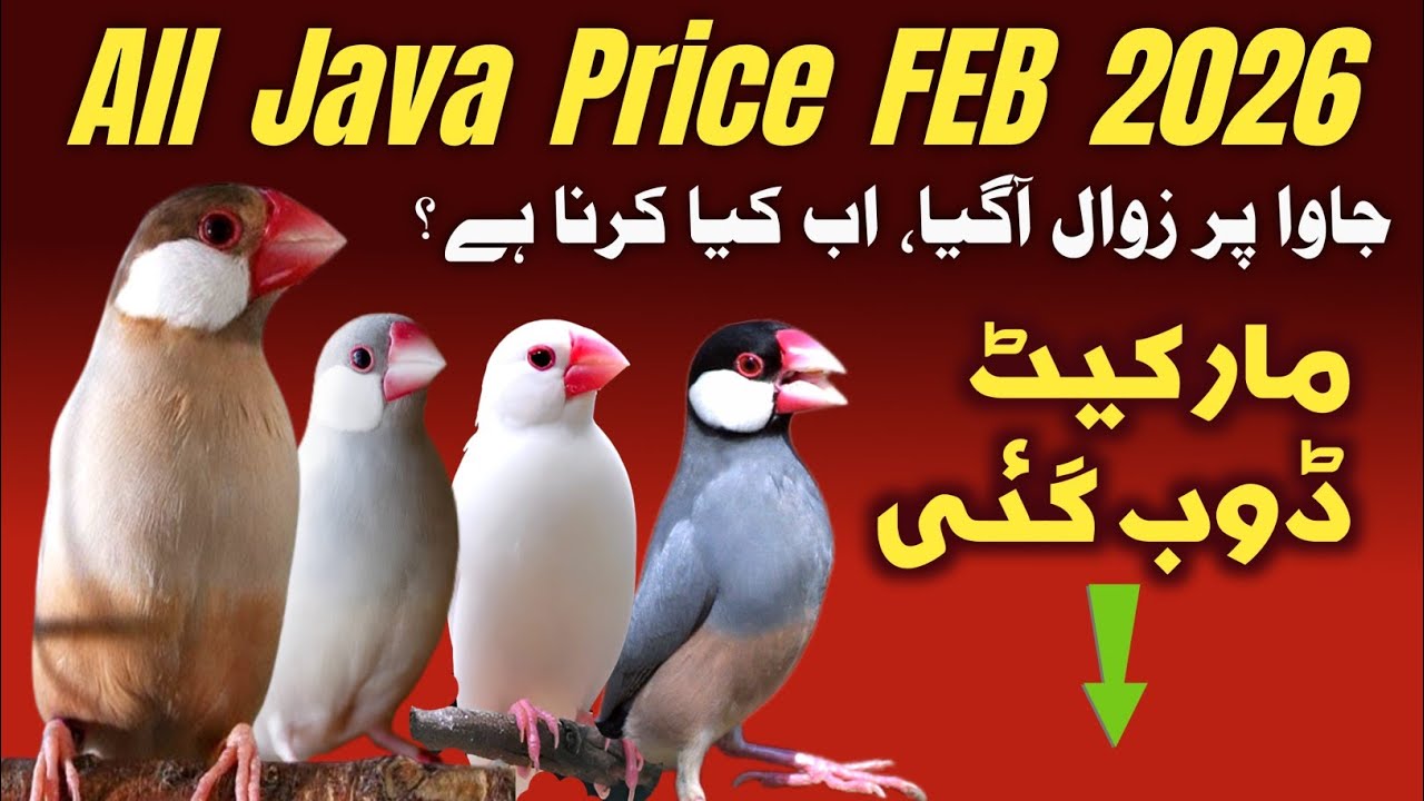 All java Price Feb 2026 | java sparrow price update | java finch market ...