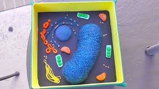 Plant cell science project for middle school. showing what we used
for: - membrane wall nucleus cytoplasm mitochondrion golgi apparatus
-...