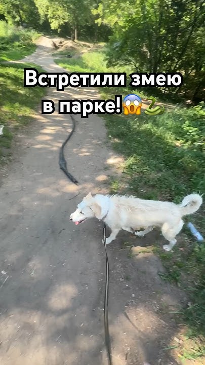 ЗМЕЯ в парке! 🐍😱#змея #змеи #парк #лес #собаки #кобра #анаконда - YouTube