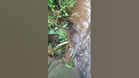 Berang-berang mencari ikan di sungai