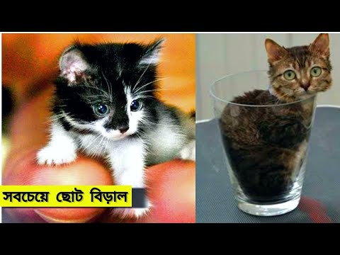 ভিডিও: 5 বিড়াল জ্ঞান তথ্য