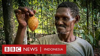 Pala Papua: Penyelamat kepunahan pala dunia yang jadi ''anak tiri" di rumah sendiri