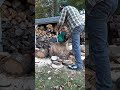 1959 Terry Green Homelite BUZ chainsaw cutting a few pine logs