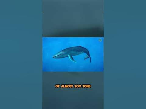 Unleashing the Power of the Mighty Blue Whales Heartbeat - YouTube