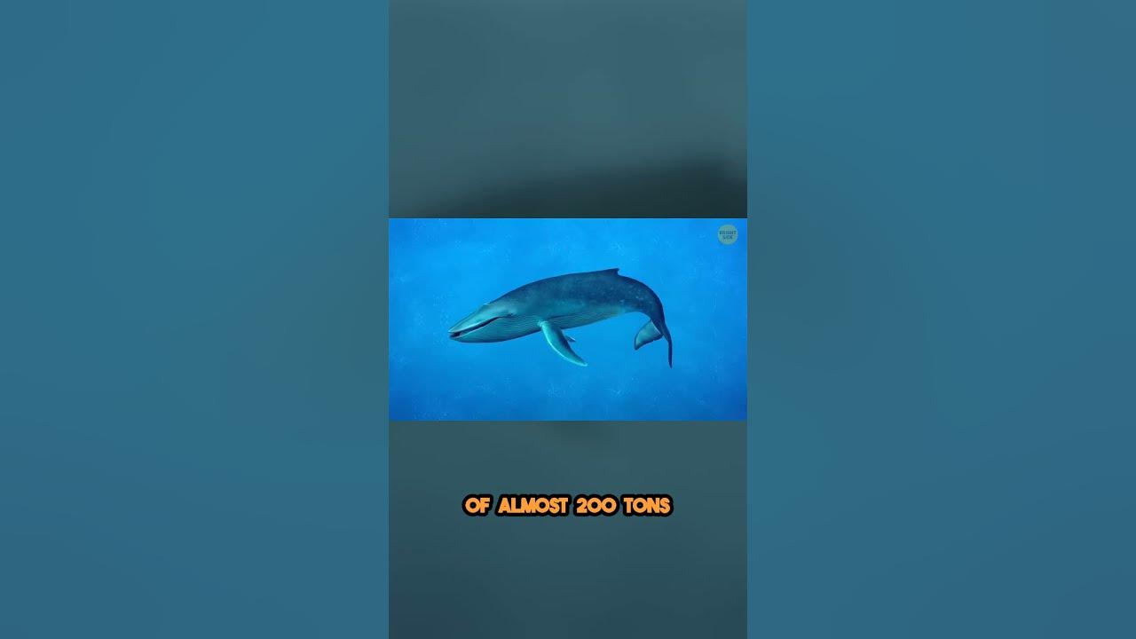 Unleashing the Power of the Mighty Blue Whales Heartbeat - YouTube