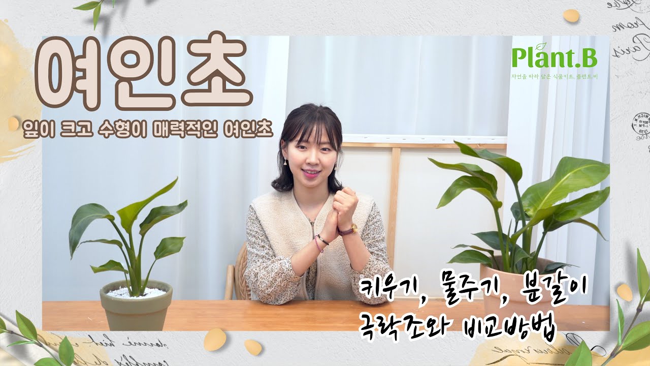 여인초 | 키우기 물주기 분갈이 | 극락조와 비교방법