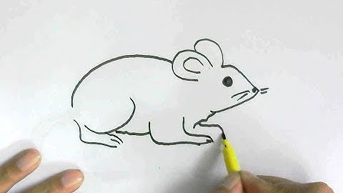 How to draw rodent rat or mouse in  easy steps for beginners