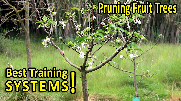 PRUNING FRUIT TREES | BEST SHAPES for SIZE and PRODUCTION