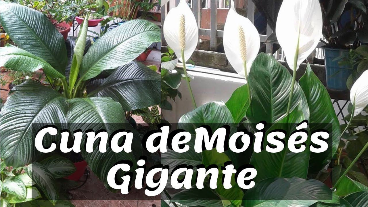 CUNA de MOISÉS GIGANTE COMO LA SIEMBRO Y QUE SUSTRATO LE COLOCO / Liliana Muñoz YouTube CUNA de MOISÉS GIGANTE COMO LA SIEMBRO Y QUE SUSTRATO LE COLOCO / Liliana Muñoz YouTube