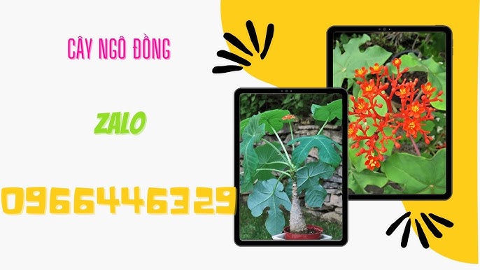 4. Phương pháp trồng và chăm sóc cây ngô