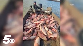 Invasive Fish Species Terrorizing Rivers Across The U.s.