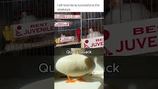 Cool Duck  #memes #funny #youtube