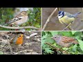 Identify your garden birds  20 uk birds with songs and calls