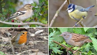 Identify Your Garden Birds  20 UK Birds with Songs and Calls
