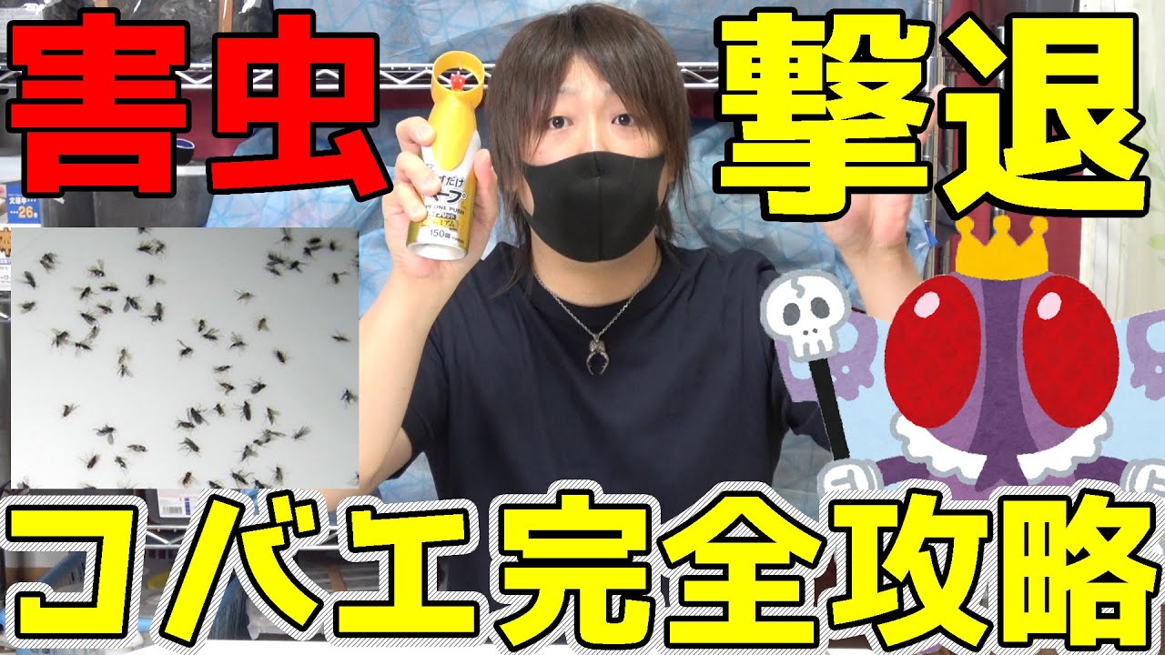 コバエを全滅させる方法は これだ 365日コバエが居ないブリーダーが教える確実な駆除方法 繁殖防止策 クワガタムシ カブトムシ Youtube