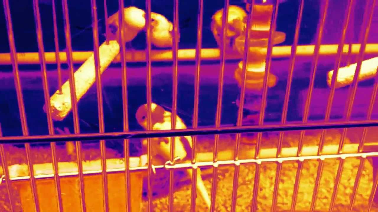 Parakeets at Pet Supplies Plus YouTube