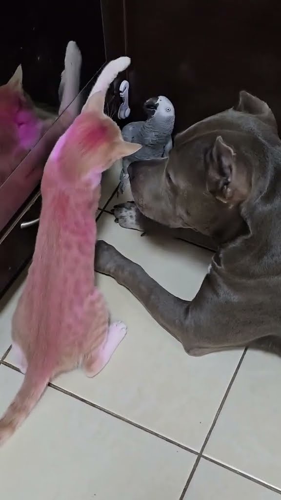 Funny  cat et dog