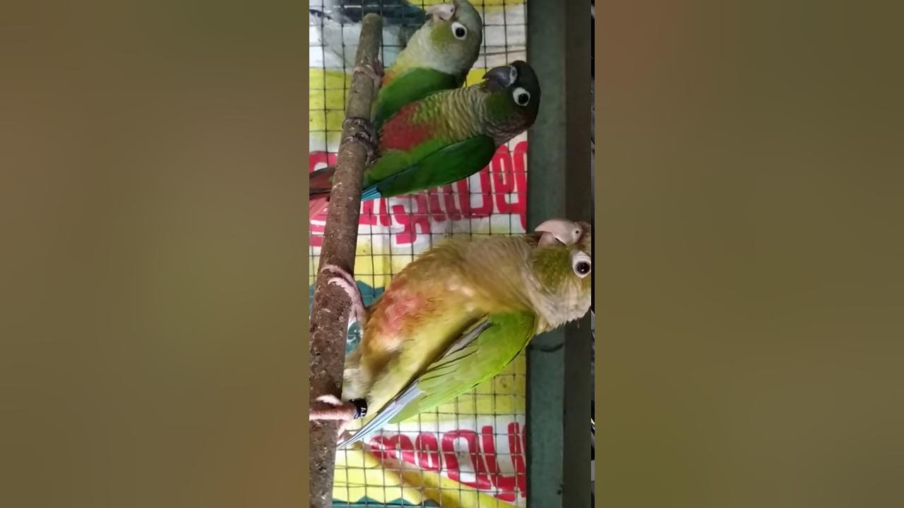 pineapple conure and green chick conure breeding pair YouTube