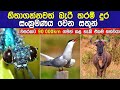 හිතාගන්නවත් බැරි තරම් දුර ගමන් කරන සතුන් | Longest Animal Migrations In The World