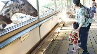 Baby Mia Feeding Giraffe at Safari World Thailand