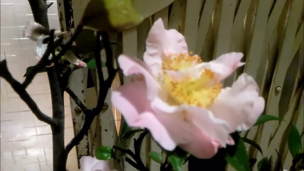 天香茶花, 過年開了, 照顧養護 Camellia japonica 'High Fragrance' - YouTube