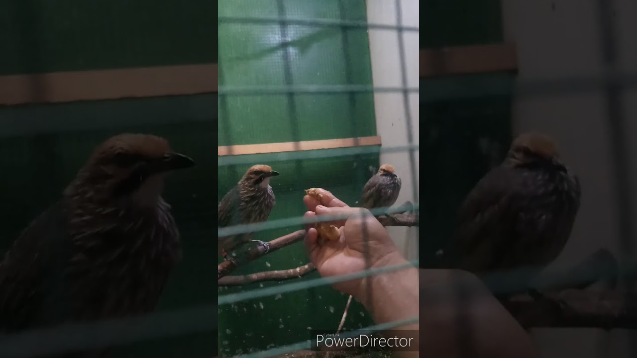 TERNAK CUCAK ROWO RUMAHAN Kandang terbuka minimalis 