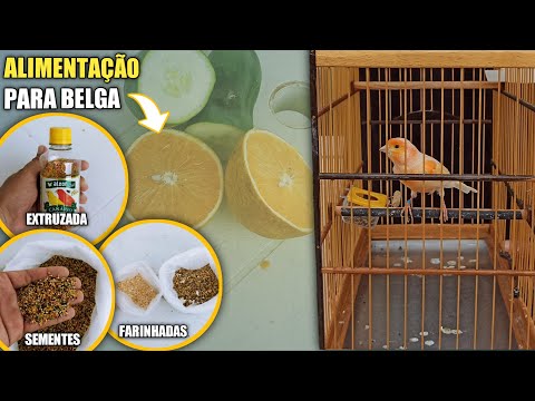 Vídeo: Como fazer comida de emergência para passarinhos: 11 etapas