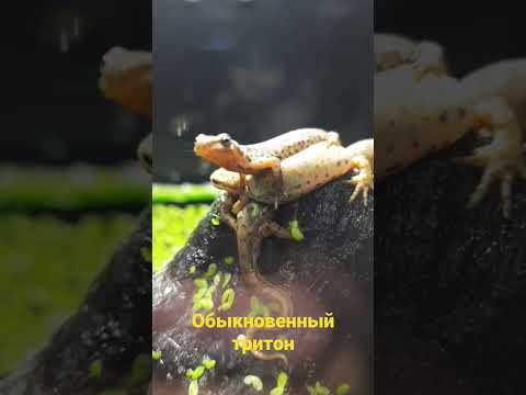 Как выглядит обыкновенный тритон?