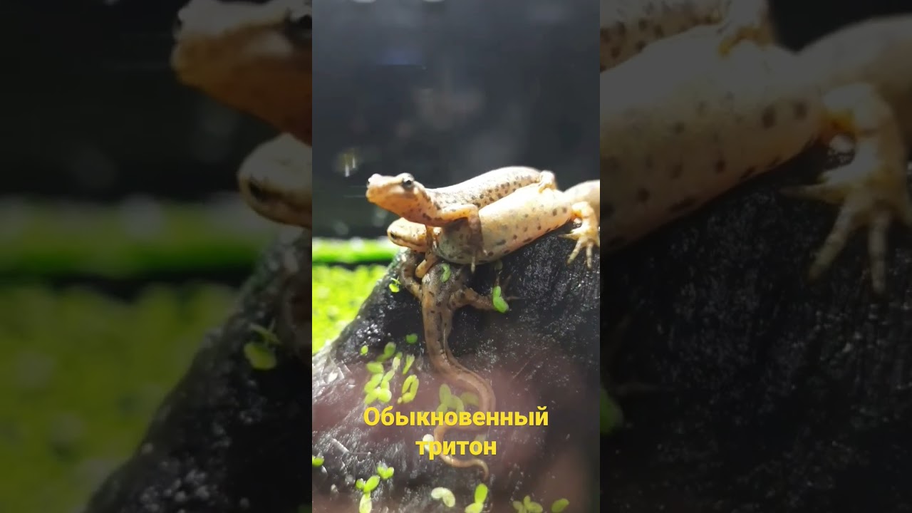 Как выглядит обыкновенный тритон?