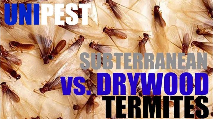 What is worse drywood termites or subterranean termites? (2023)