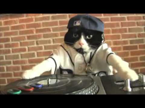 Super Cute. DJ Kitty from the Tampa Bay Rays. : r/aww