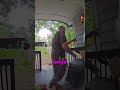 Estos repartidores estaban lanzando los paquetes por todas partes, hasta que... ❤️👀