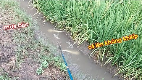 Mưa Bão Xiệt Trúng Mánh Cá Lóc Lên Ruộng | kích cá miền tây