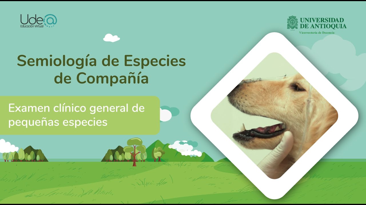 Examen clínico general de pequeñas especies