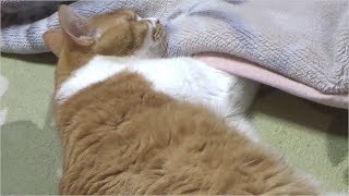 毛布と電気マットの間に手を入れて寝る茶白猫がかわいい