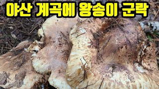 야산 계곡주변 왕송이들 군락