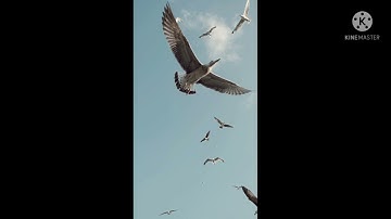 تفكر في خلق الله | أواخر سورة آل عمران بصوت الشيخ ماهر المعيقلي