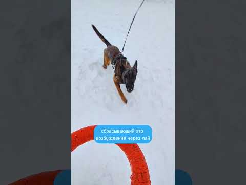 Как научить собаку команде голос