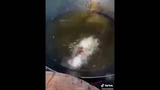 Lagosta Caindo No Óleo Video Completo