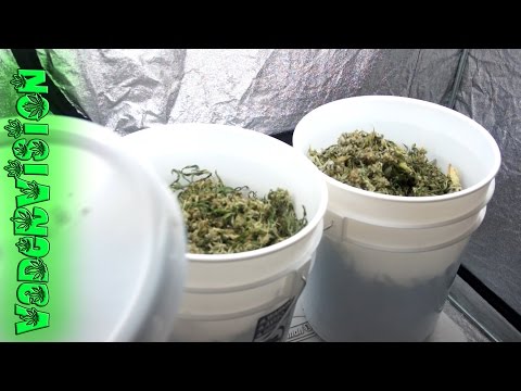 Buckets of Bud!