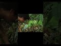 Primitive Fire Mastering Flames from Scratch! 🔥🪵💨#FireStarting, #PrimitiveFire, #FireCraft,
