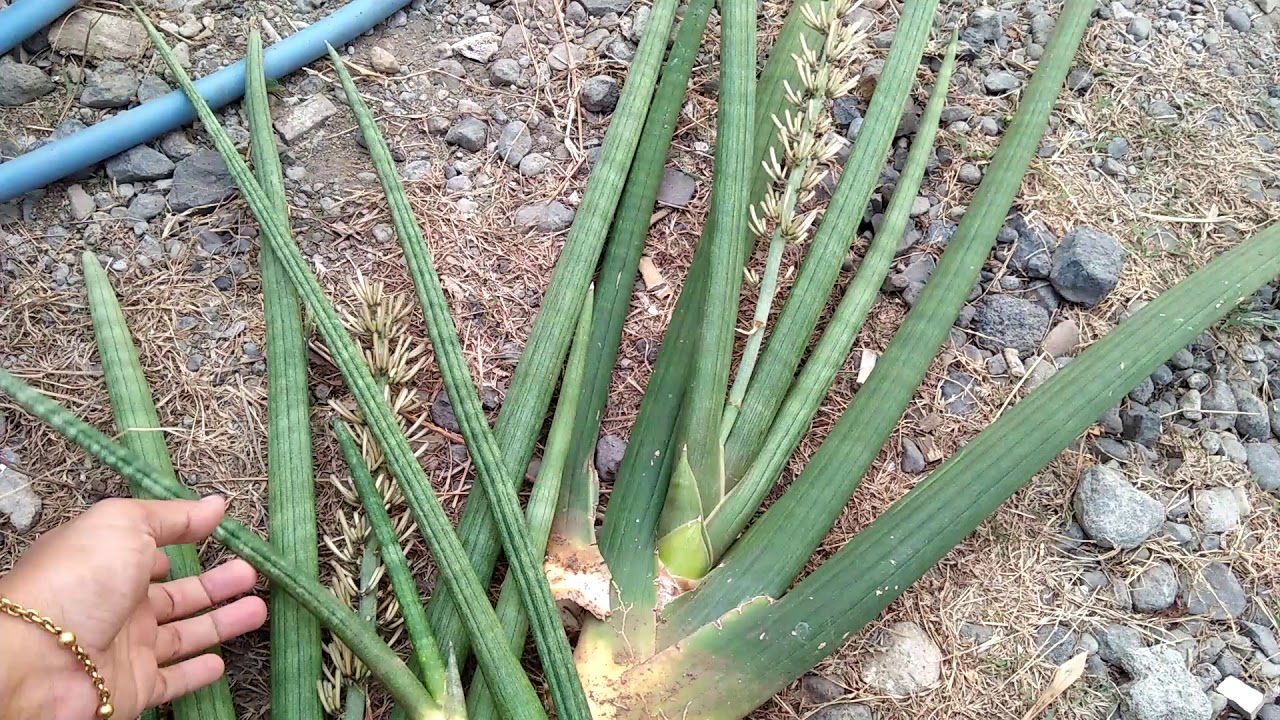 Tips perawatan tanaman #sanseviera cylindrica atau #lidahmertua pedang