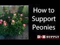 Peonies Garden Tour Part 1