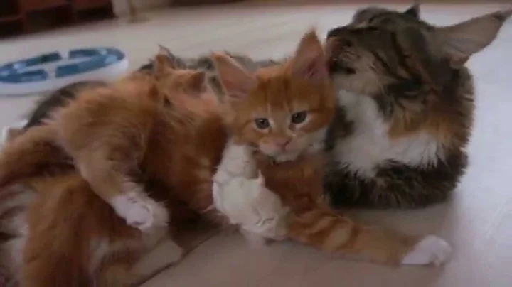 Watch the video about Maine coon girl JARUSHKA