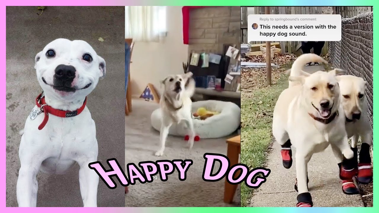 Happy Guy Hap Hap Happy Dog Song Youtube